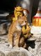 Thailand: Temple cat at Wat Buppharam, Chiang Mai, northern Thailand